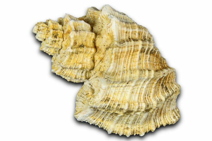 Miocene Fossil Nutmeg Snail (Trigonostoma) Shell - France #365470